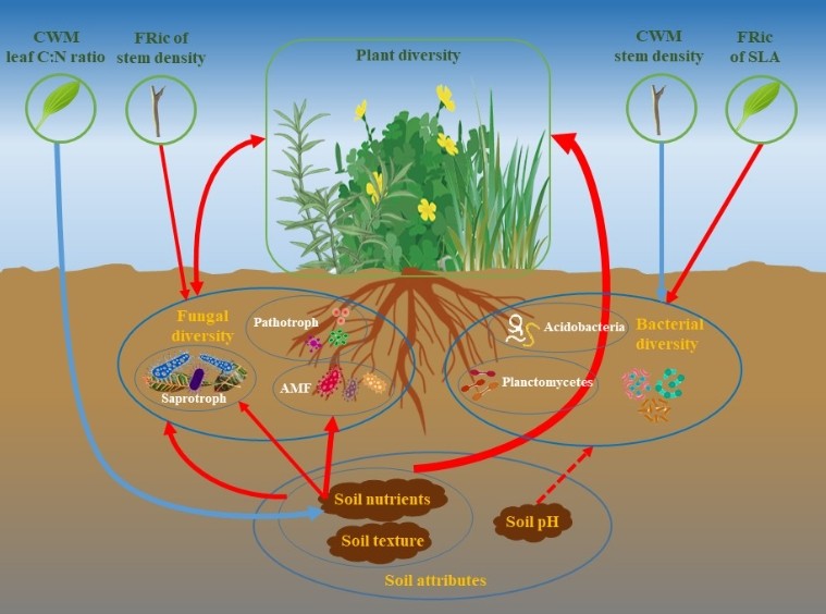 植物所科研人员在草原生态系统地上下生物多样性关系研究中取得新进展